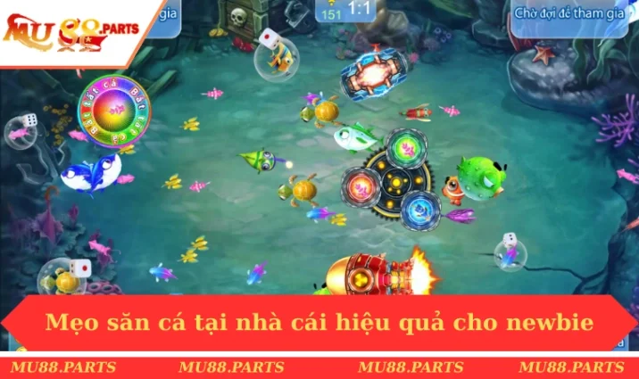 Mẹo săn cá tại nhà cái hiệu quả cho newbie